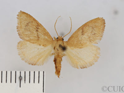 dorsal view of adult Tortricidia flexuosa