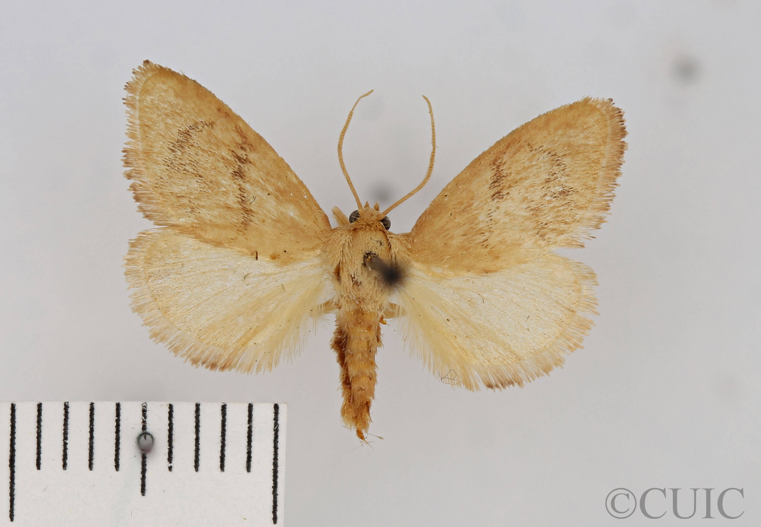 dorsal view of adult Tortricidia flexuosa