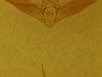 genitalia view of adult Tortricidia flexuosa