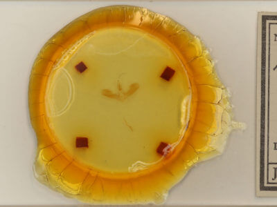 slide view of adult Tortricidia flexuosa