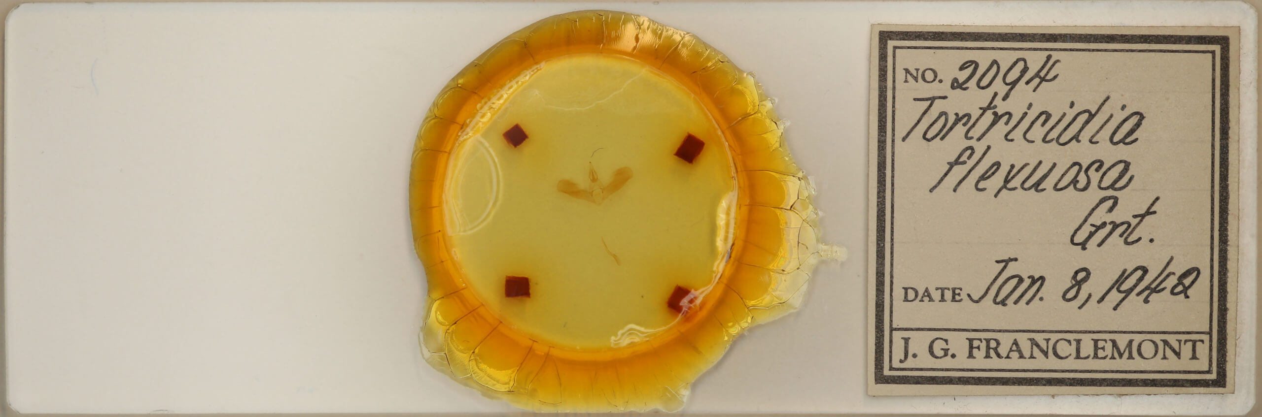 slide view of adult Tortricidia flexuosa