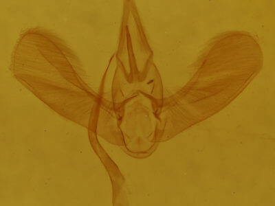 genitalia view of adult Tortricidia testacea