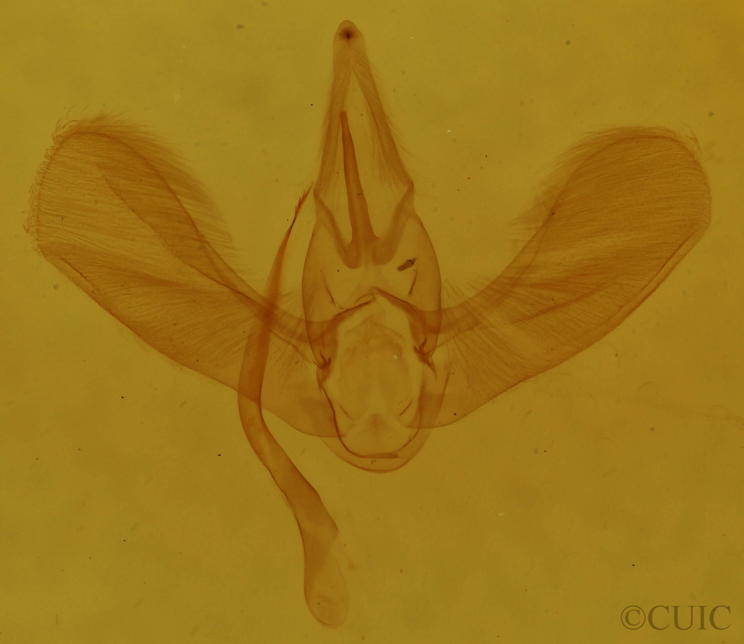 genitalia view of adult Tortricidia testacea