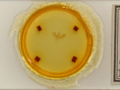 slide view of adult Tortricidia testacea