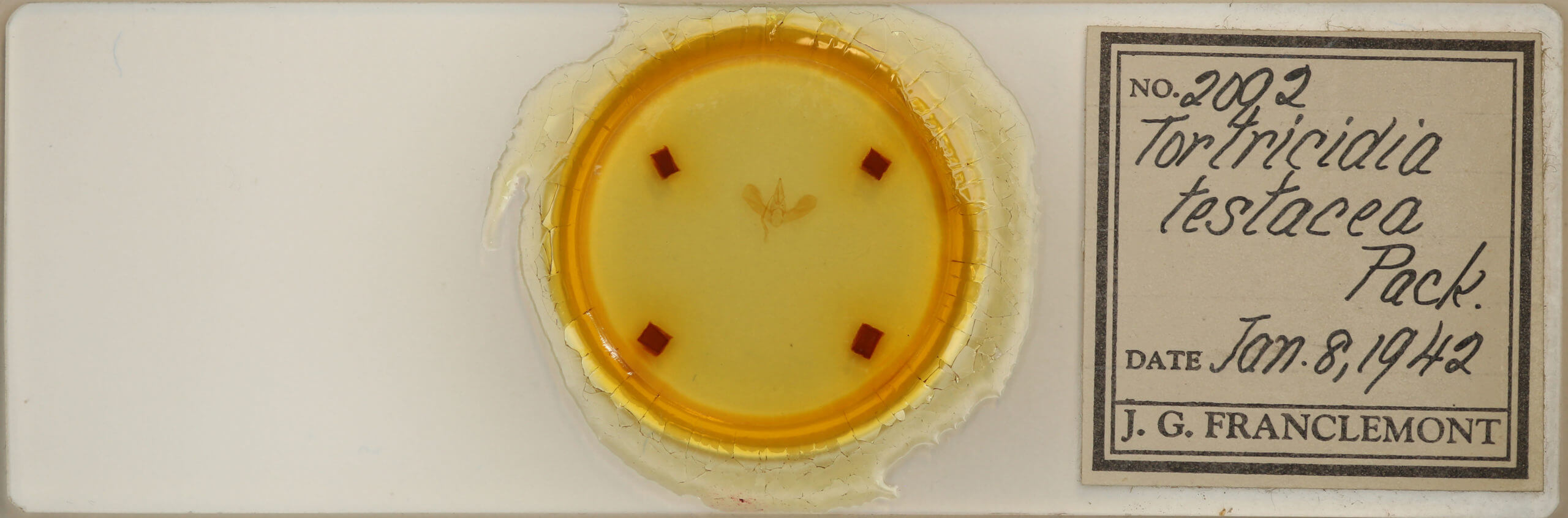 slide view of adult Tortricidia testacea