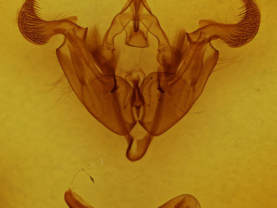 genitalia view of adult Trichordestra legitima