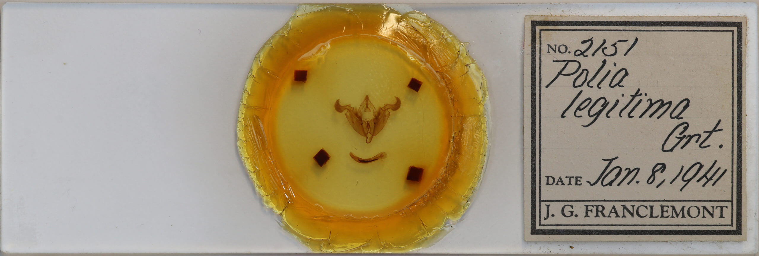 slide view of adult Trichordestra legitima