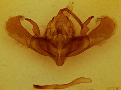 genitalia view of adult Ufeus satyricus