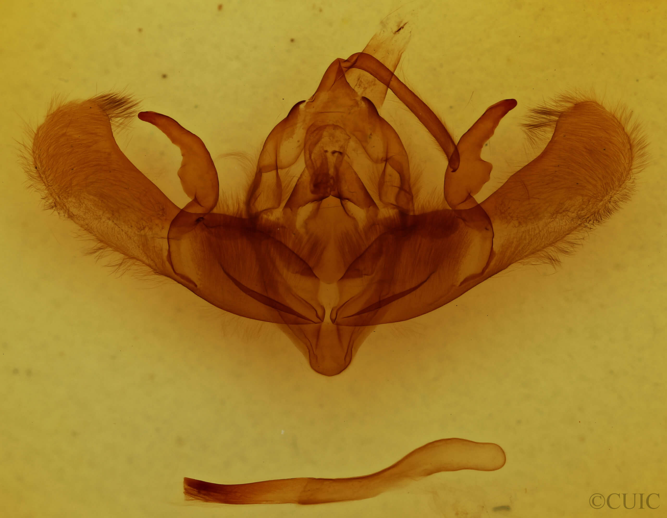 genitalia view of adult Ufeus satyricus