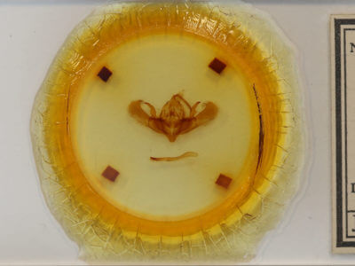 slide view of adult Ufeus satyricus