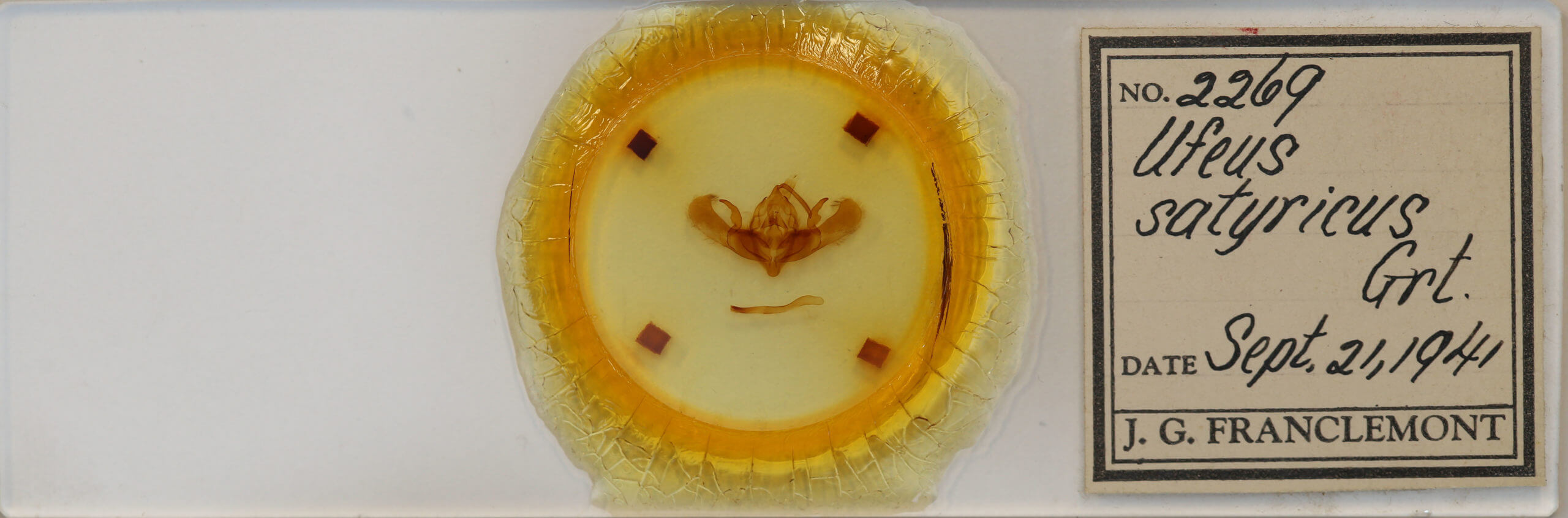 slide view of adult Ufeus satyricus