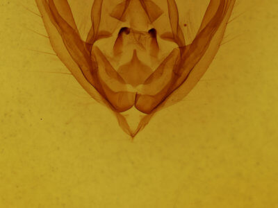 genitalia view of adult Ulolonche culea