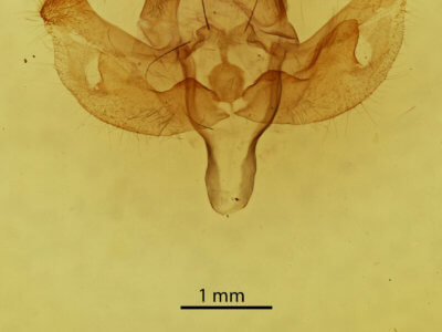 genitalia view of adult Xanthopastis  regnatrix