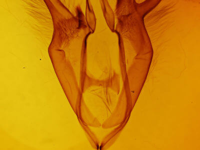 genitalia view of adult Zale buchholzi