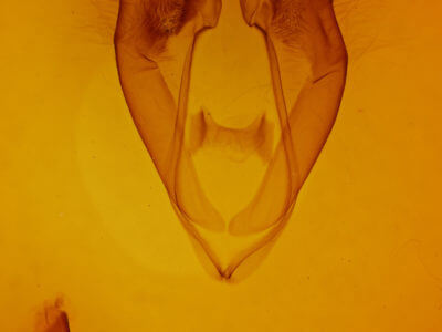 genitalia view of adult Zale buchholzi