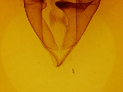genitalia view of adult Zale confusa