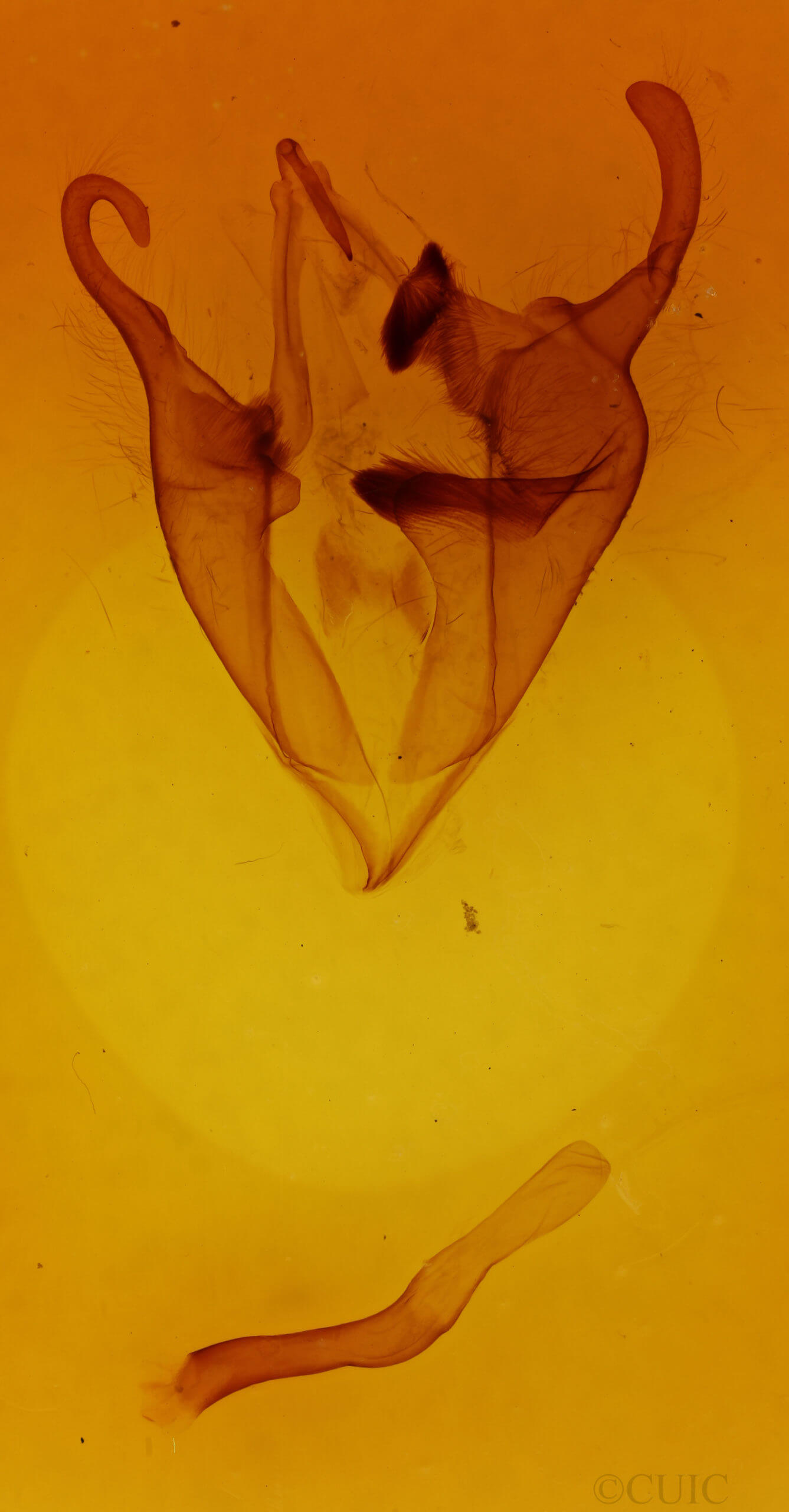 genitalia view of adult Zale confusa