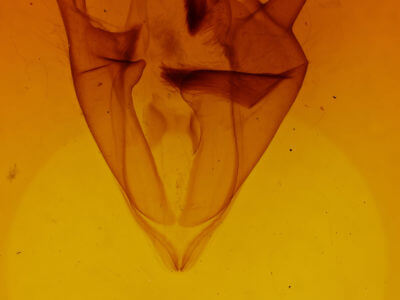 genitalia view of adult Zale confusa