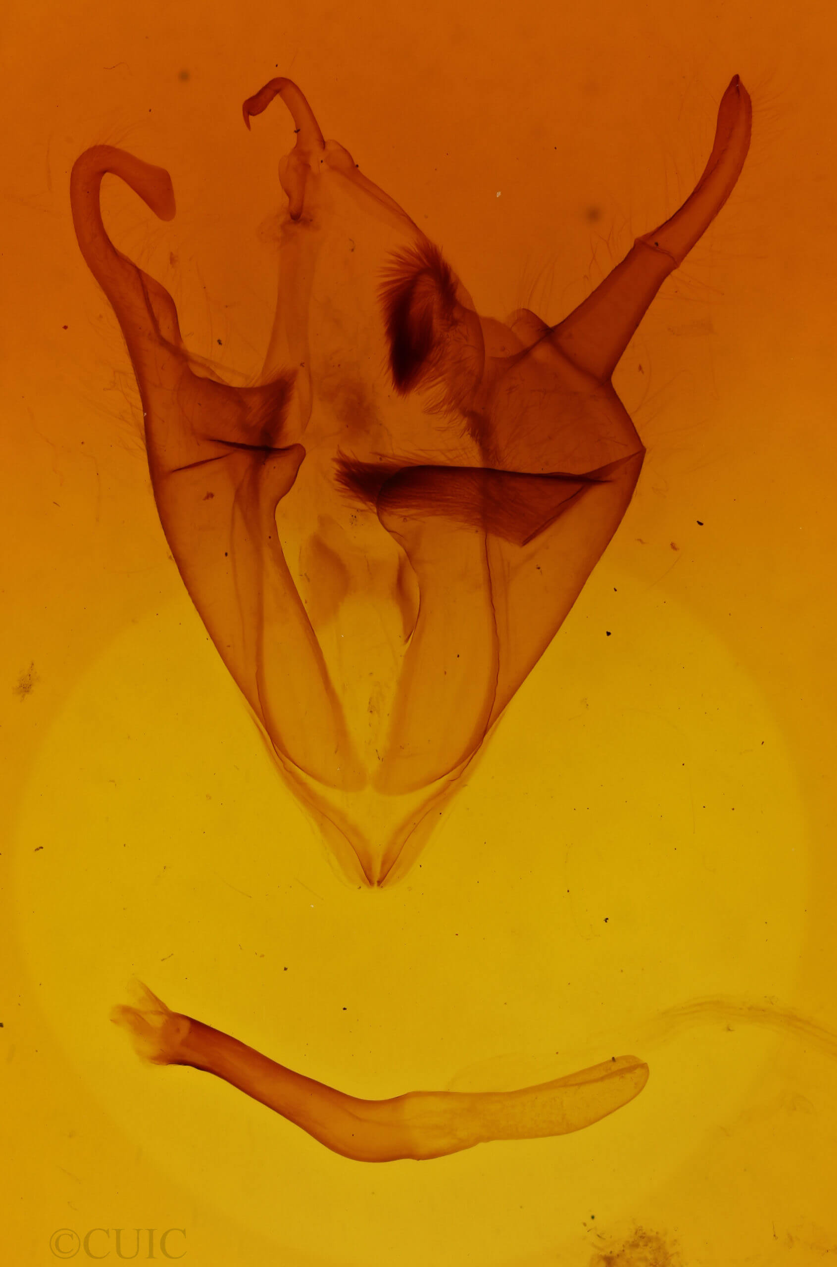 genitalia view of adult Zale confusa