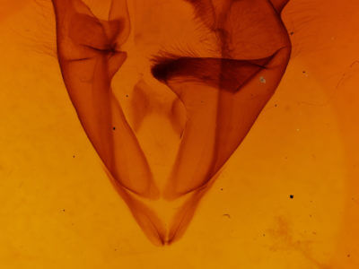 genitalia view of adult Zale confusa