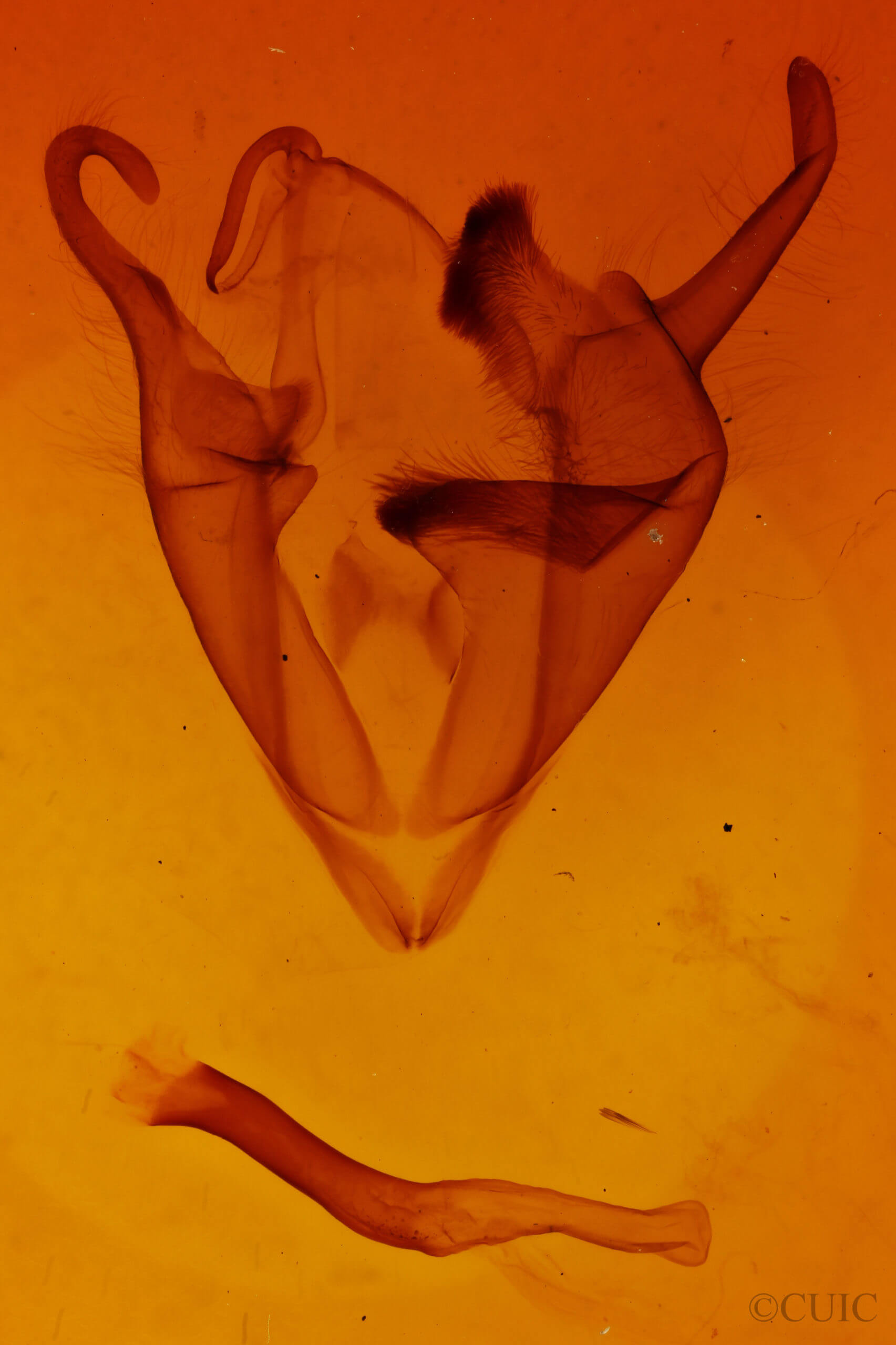 genitalia view of adult Zale confusa