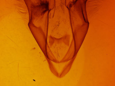 genitalia view of adult Zale obliqua