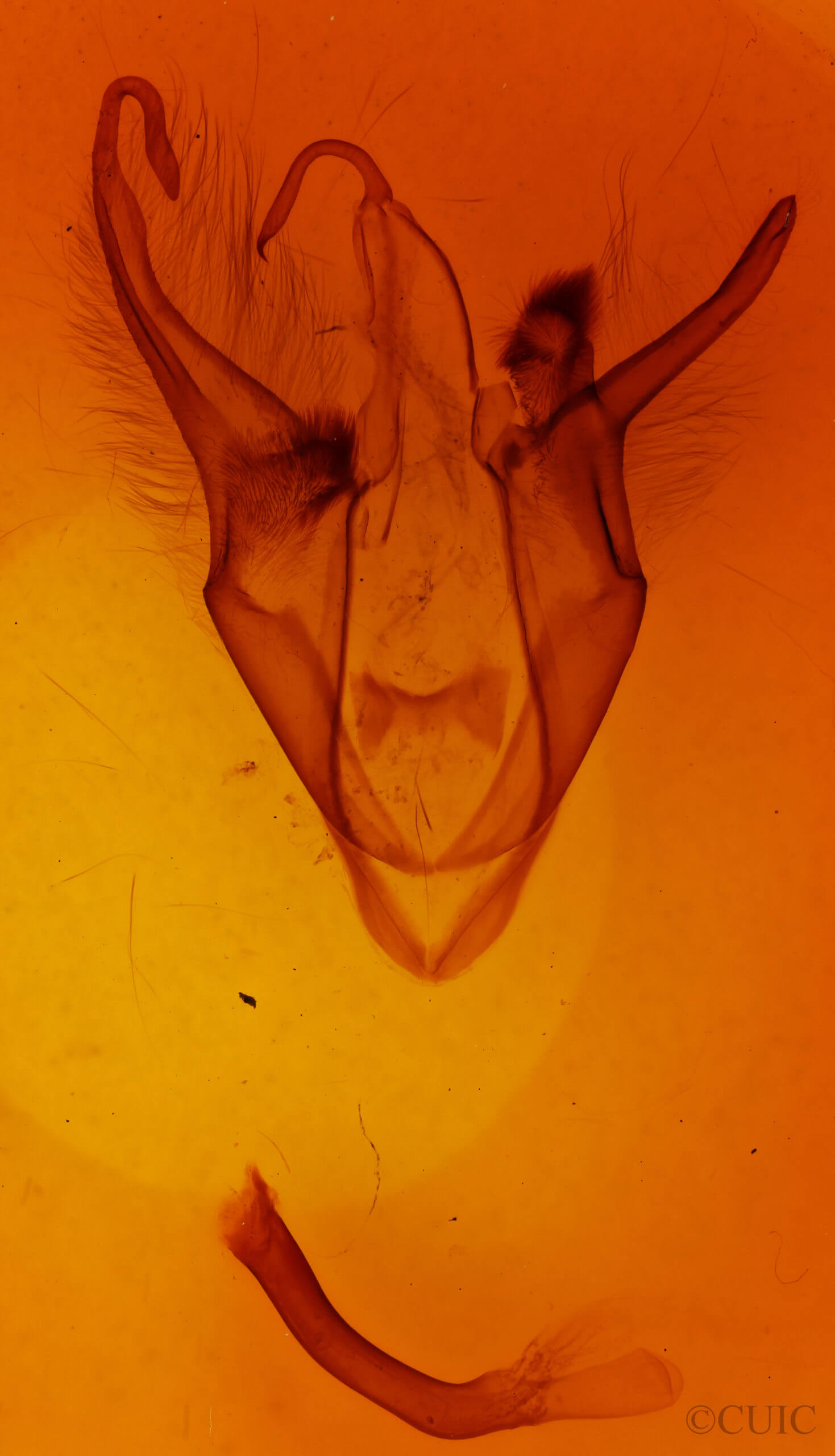 genitalia view of adult Zale obliqua