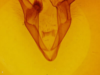 genitalia view of adult Zale obliqua