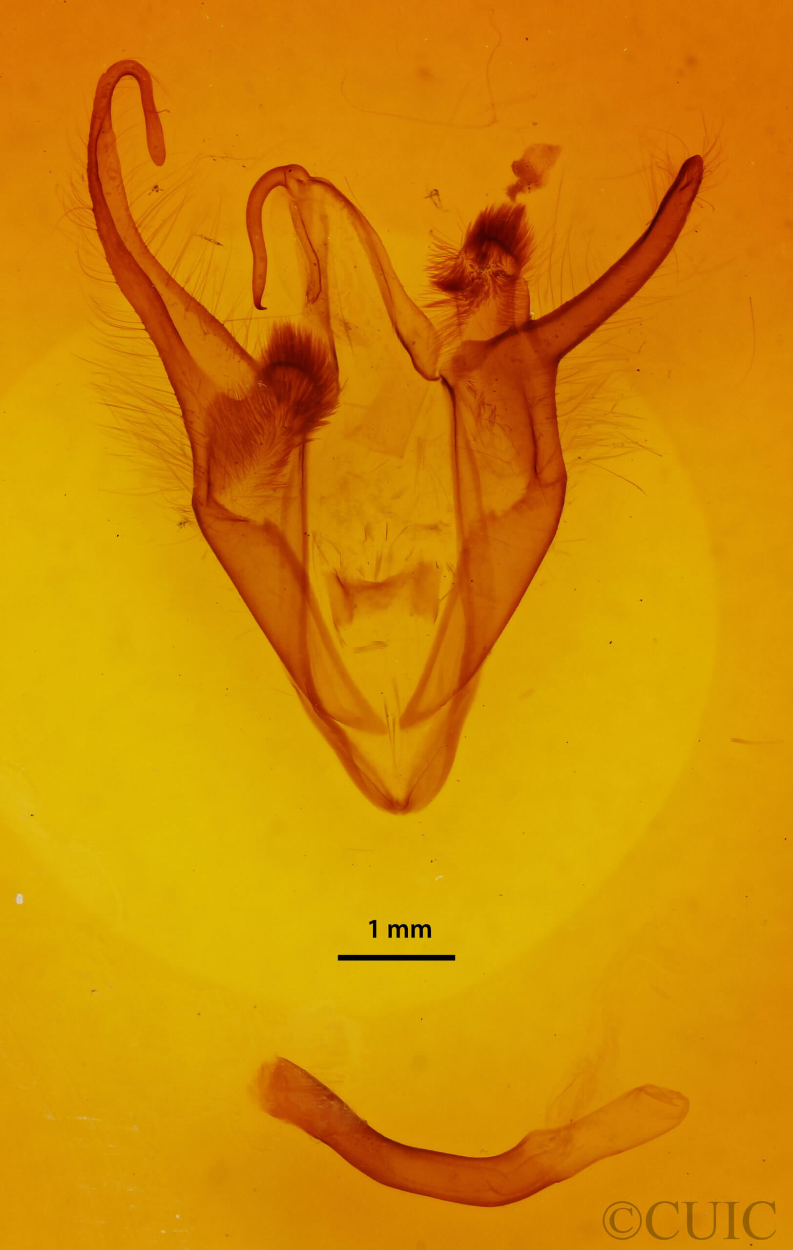 genitalia view of adult Zale obliqua