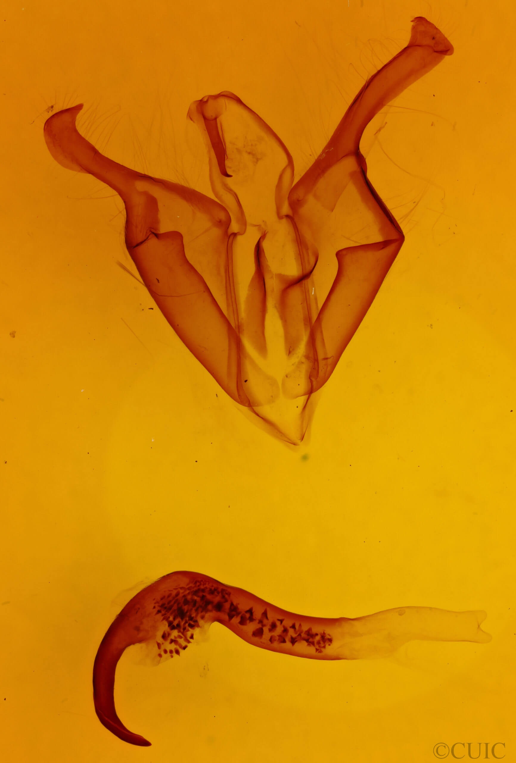 genitalia view of adult Zale phaeocapna