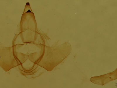 genitalia view of adult Zaphanta infantilis