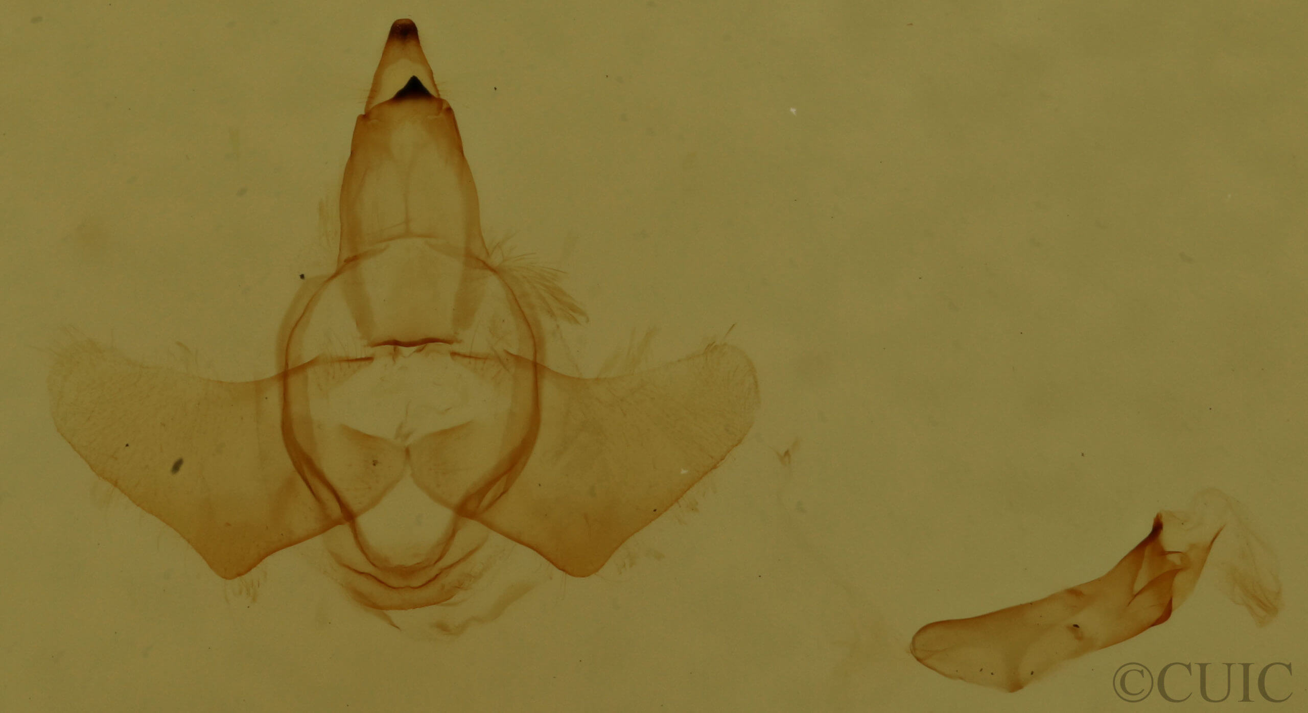 genitalia view of adult Zaphanta infantilis