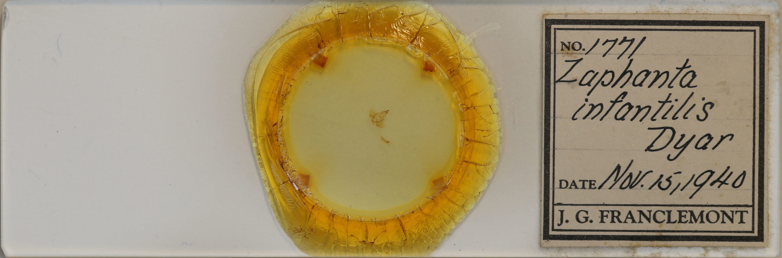 slide view of adult Zaphanta infantilis