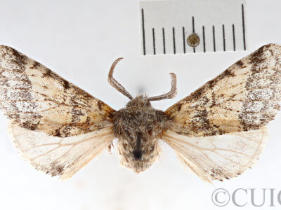 dorsal view of adult Gluphisia wrightii