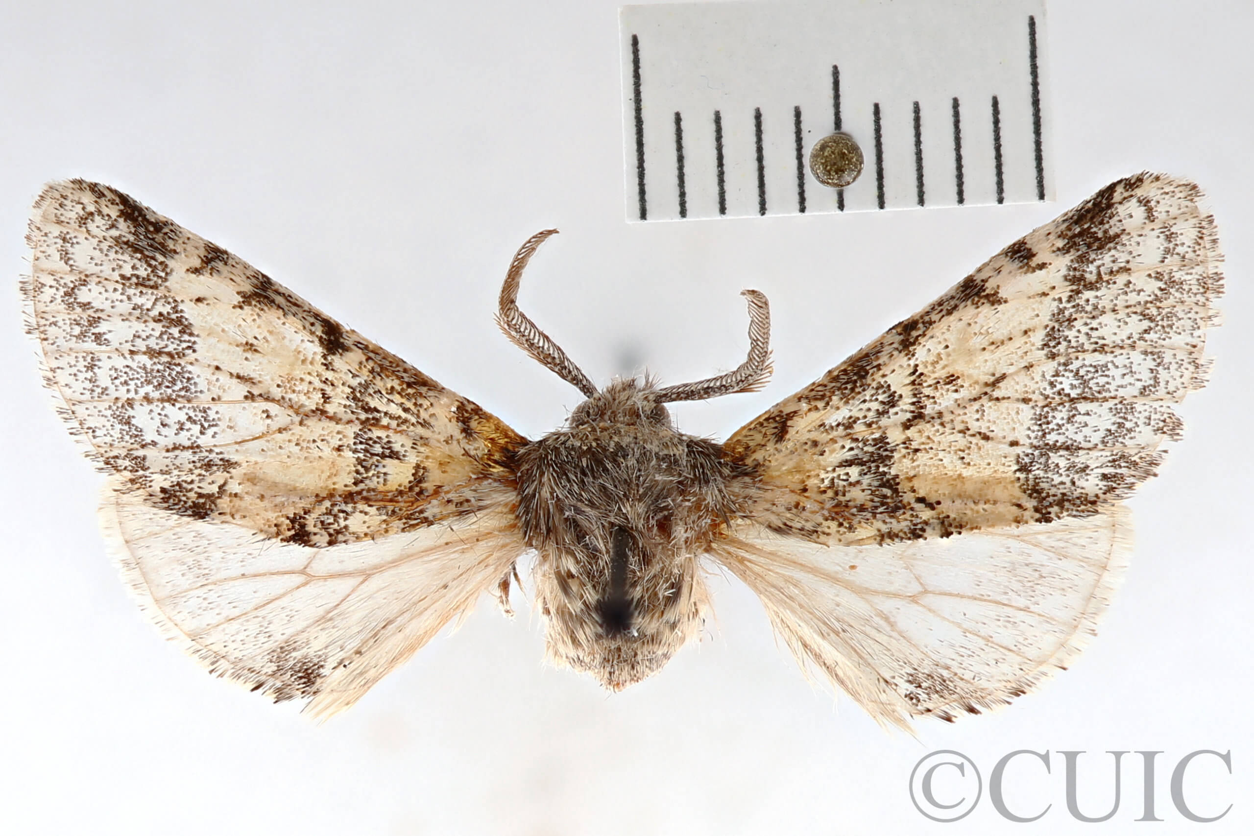 dorsal view of adult Gluphisia wrightii