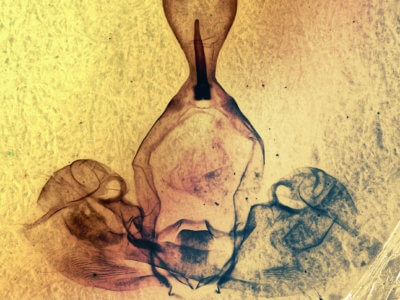 genitalia view of adult Gluphisia wrightii