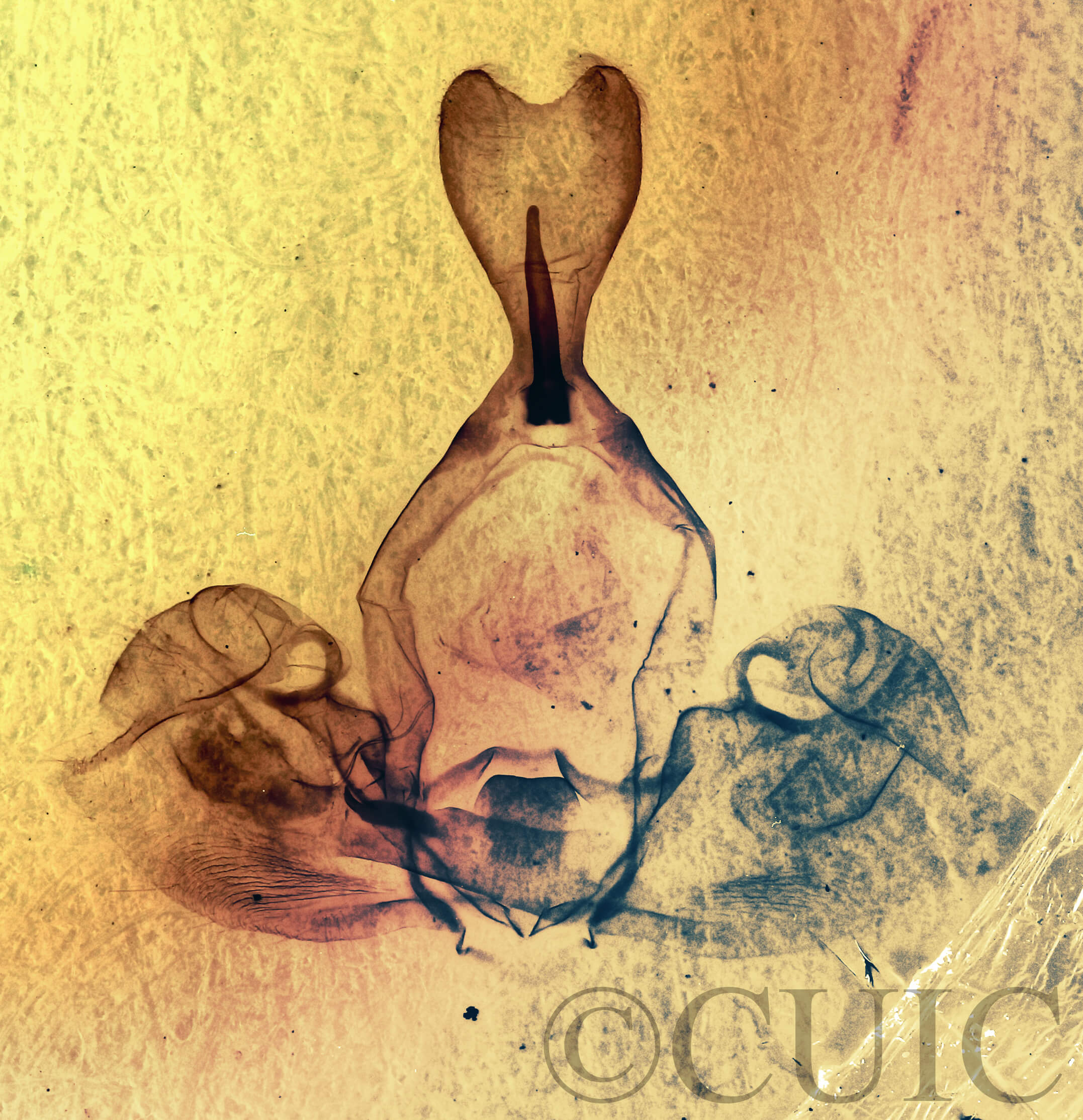 genitalia view of adult Gluphisia wrightii