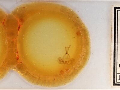 slide view of adult Gluphisia wrightii