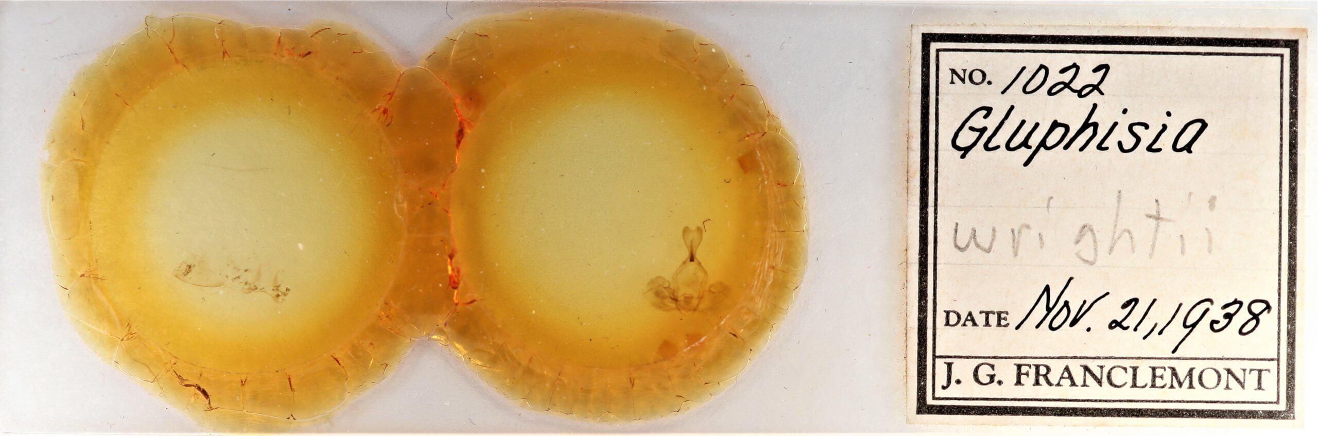 slide view of adult Gluphisia wrightii