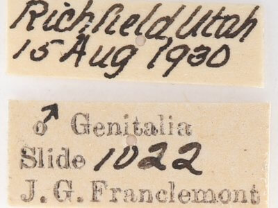 label view of adult Gluphisia wrightii
