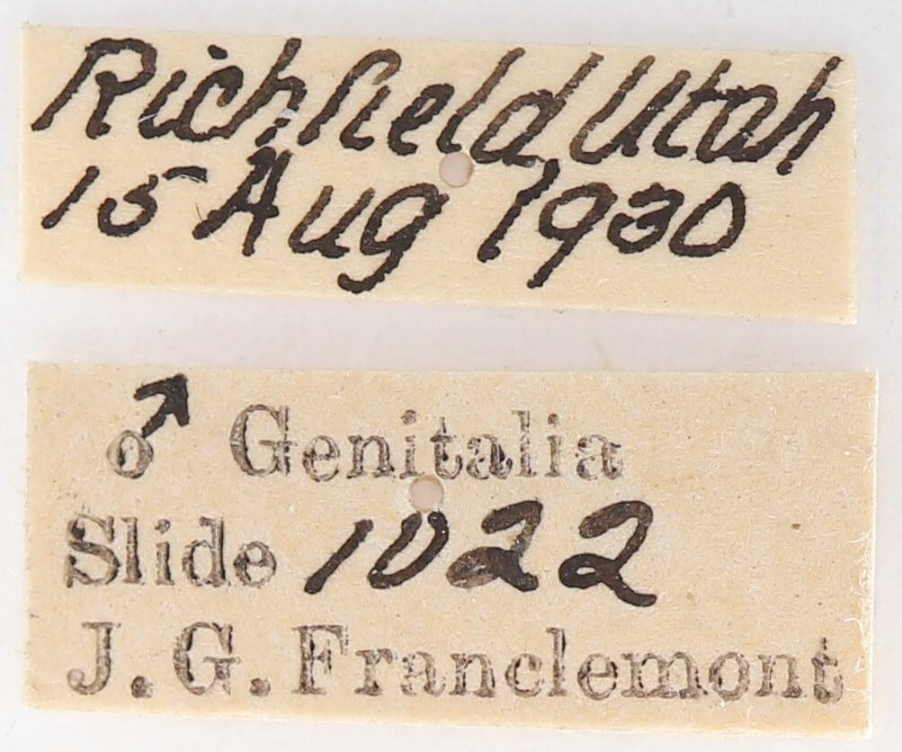 label view of adult Gluphisia wrightii