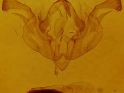 genitalia view of adult Dargida hieroglyphera