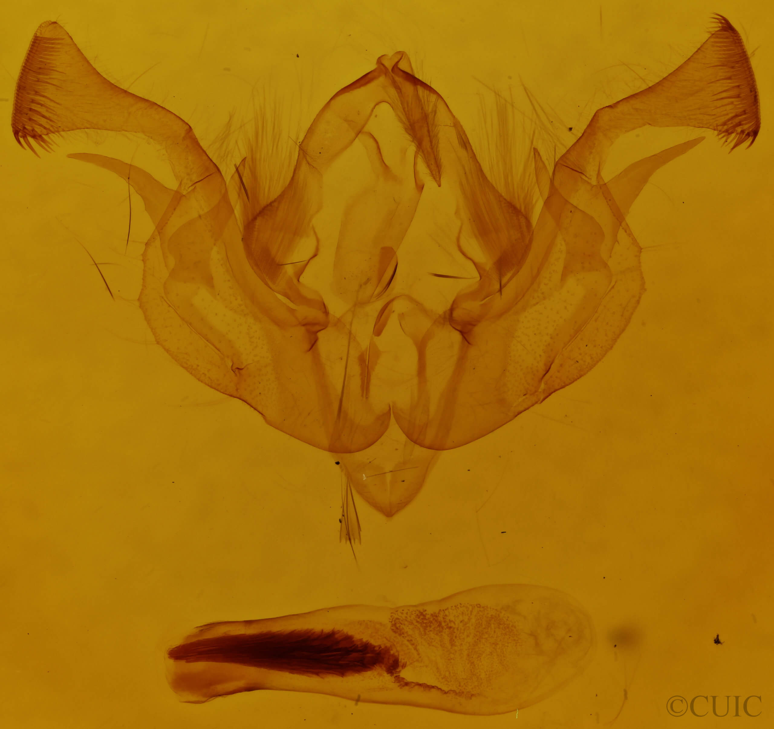 genitalia view of adult Dargida hieroglyphera