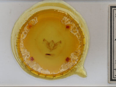 slide view of adult Dargida hieroglyphera