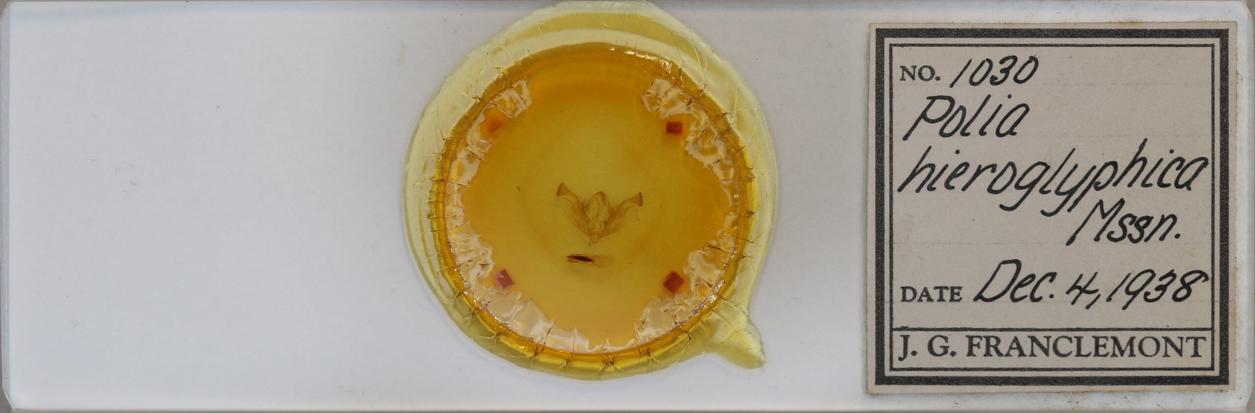 slide view of adult Dargida hieroglyphera