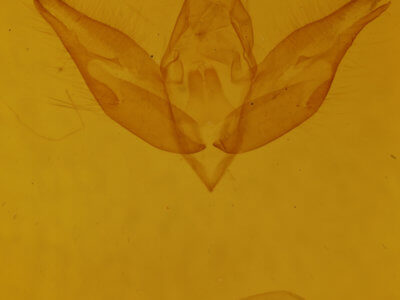 genitalia view of adult Calophasia lunula