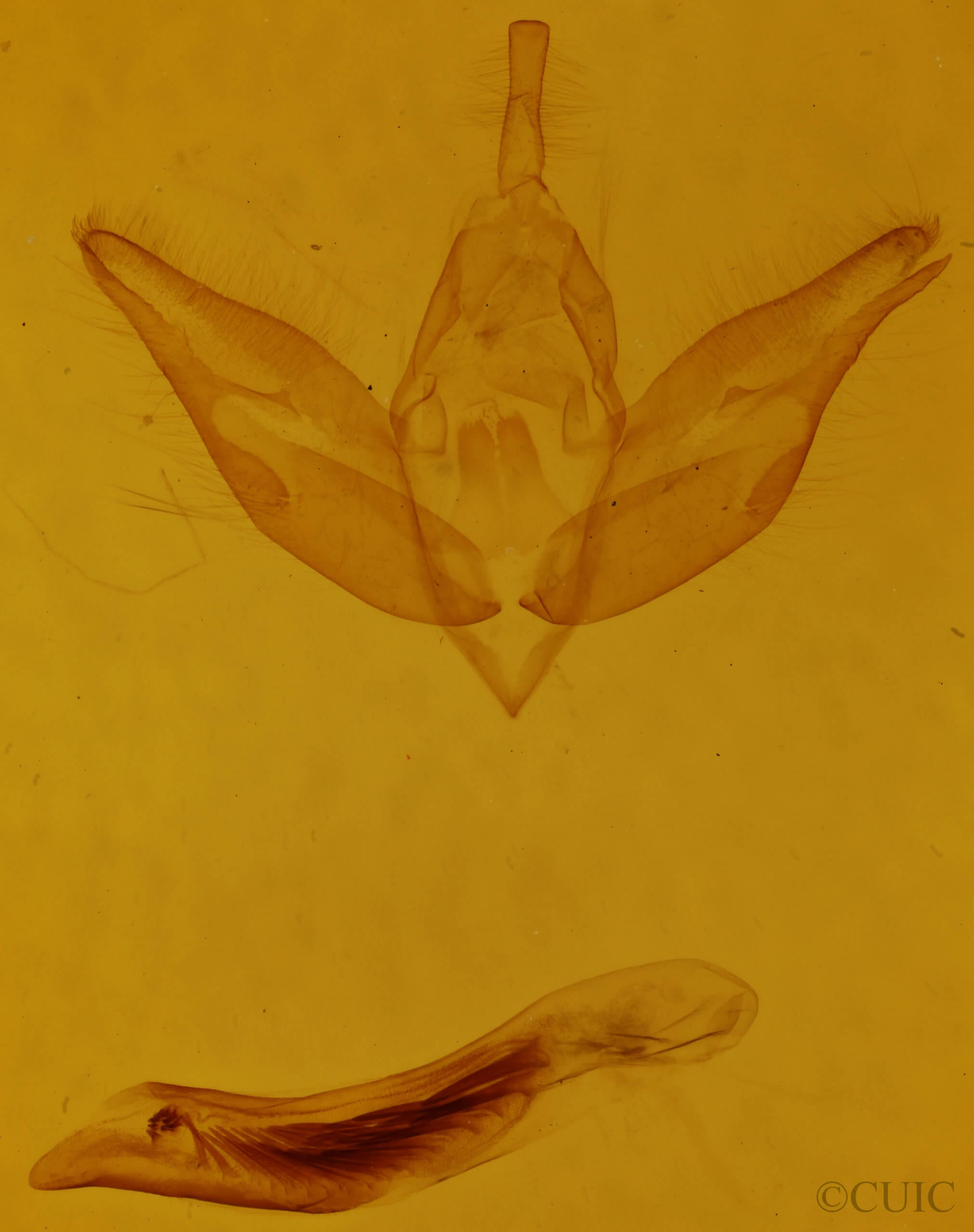 genitalia view of adult Calophasia lunula