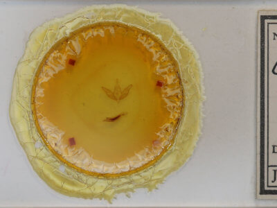 slide view of adult Calophasia lunula