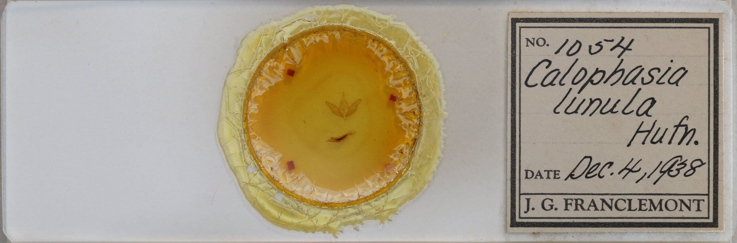 slide view of adult Calophasia lunula