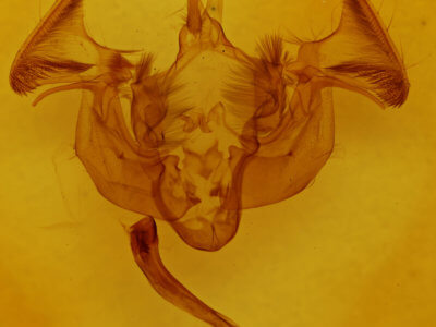 genitalia view of adult Apamea indocilis